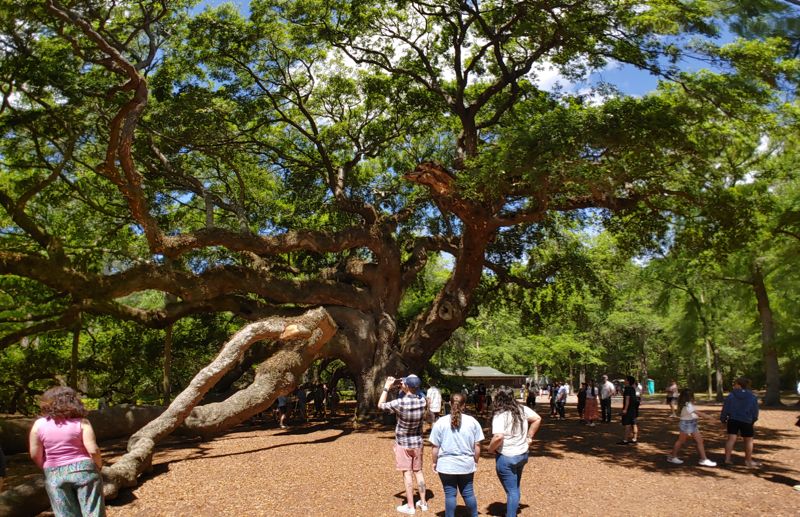photo of the tree of life, a large, several hundred year oak tree. Some of the large branches have fallen off or been cut and sealed with some kind of sealant. The tree itself dwarfs the people around it.